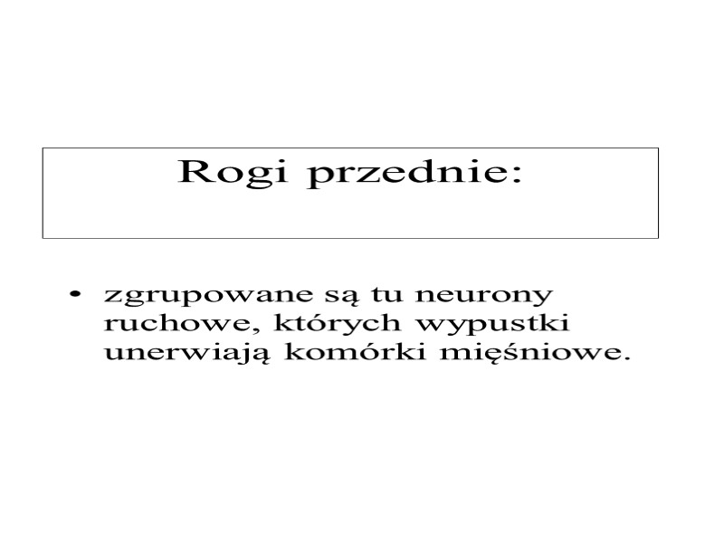 Rogi przednie: zgrupowane są tu neurony ruchowe, których wypustki unerwiają komórki mięśniowe.